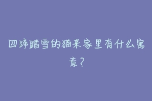四蹄踏雪的猫来家里有什么寓意？-动物百科