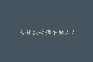 为什么母猫不黏人？-动物百科