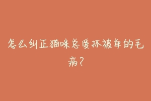 怎么纠正猫咪总爱抓被单的毛病？-动物百科