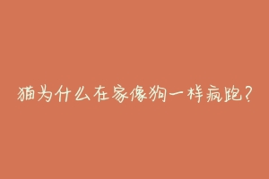 猫为什么在家像狗一样疯跑?-动物百科