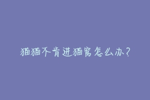 猫猫不肯进猫窝怎么办?-动物百科
