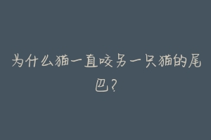 为什么猫一直咬另一只猫的尾巴?-动物百科