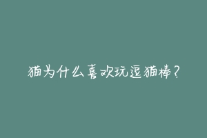 猫为什么喜欢玩逗猫棒?-动物百科