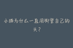 小猫为什么一直用脚登自己的头?-动物百科