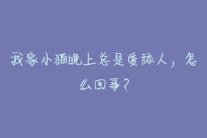 我家小猫晚上总是爱舔人,怎么回事?-动物百科
