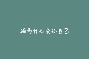猫为什么爱抓自己-动物百科
