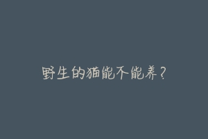 野生的猫能不能养?-动物百科