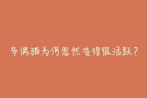 布偶猫为何忽然变得很活跃?-动物百科