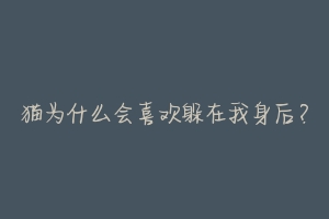猫为什么会喜欢躲在我身后?-动物百科