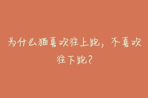 为什么猫喜欢往上跑,不喜欢往下跑?-动物百科