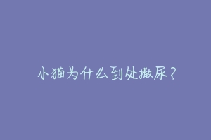 小猫为什么到处撒尿?-动物百科