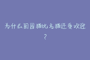 为什么田园猫比名猫还受欢迎?-动物百科