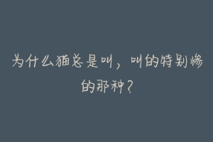 为什么猫总是叫,叫的特别惨的那种?-动物百科