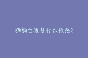 猫翻白眼是什么预兆?-动物百科