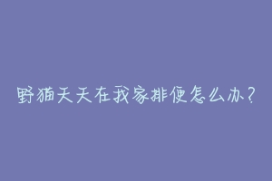 野猫天天在我家排便怎么办?-动物百科