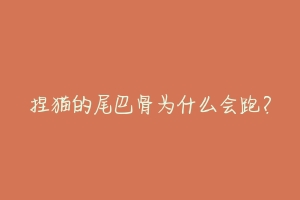 捏猫的尾巴骨为什么会跑?-动物百科