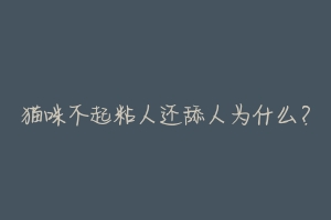 猫咪不起粘人还舔人为什么?-动物百科