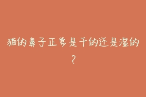 猫的鼻子正常是干的还是湿的?-动物百科