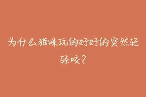 为什么猫咪玩的好好的突然轻轻咬?-动物百科