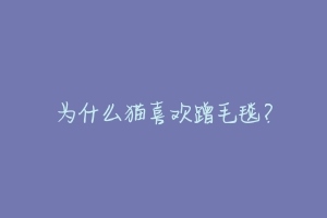 为什么猫喜欢蹭毛毯？-动物百科