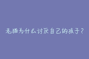 老猫为什么讨厌自己的孩子？-动物百科
