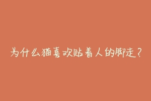 为什么猫喜欢贴着人的脚走？-动物百科