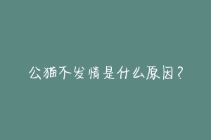 公猫不发情是什么原因？-动物百科
