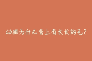 幼猫为什么背上有长长的毛?-动物百科