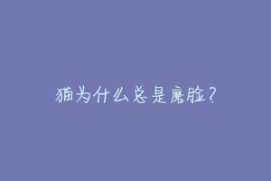 猫为什么总是磨脸?-动物百科