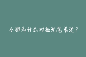 小猫为什么对激光笔着迷?-动物百科