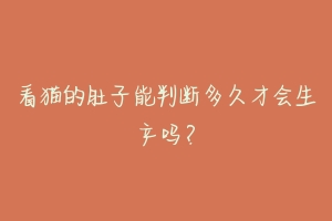 看猫的肚子能判断多久才会生产吗?-动物百科