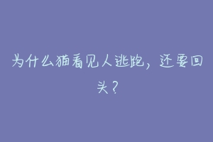 为什么猫看见人逃跑,还要回头?-动物百科