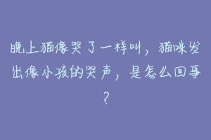 晚上猫像哭了一样叫，猫咪发出像小孩的哭声，是怎么回事？-动物百科