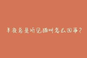 半夜总是听见猫叫怎么回事？-动物百科