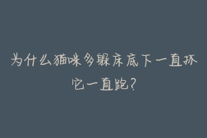 为什么猫咪多躲床底下一直抓它一直跑？-动物百科