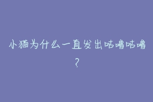 小猫为什么一直发出咕噜咕噜？-动物百科