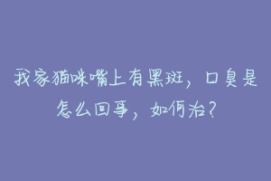 我家猫咪嘴上有黑斑,口臭是怎么回事,如何治?-动物百科