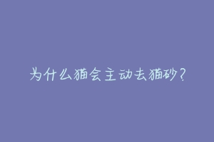 为什么猫会主动去猫砂?-动物百科
