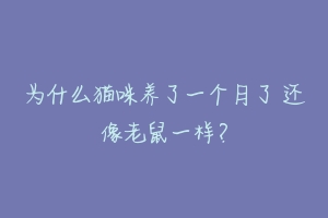 为什么猫咪养了一个月了 还像老鼠一样?-动物百科