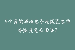 5个月的猫咪总不吃饭还总往外跑是怎么回事?-动物百科