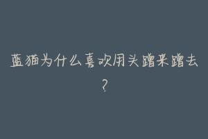 蓝猫为什么喜欢用头蹭来蹭去?-动物百科