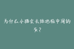 为什么小猫会去舔地板中间的灰？-动物百科