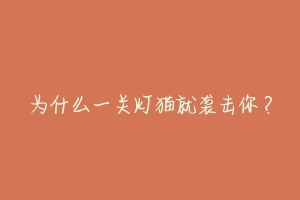 为什么一关灯猫就袭击你?-动物百科