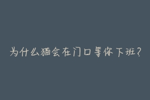 为什么猫会在门口等你下班?-动物百科