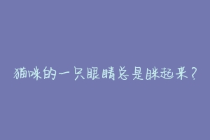 猫咪的一只眼睛总是眯起来?-动物百科