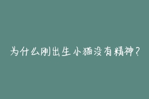 为什么刚出生小猫没有精神?-动物百科