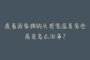 摸着我家猫的头感觉温度有些高是怎么回事?-动物百科