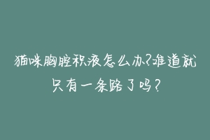 猫咪胸腔积液怎么办?难道就只有一条路了吗?-动物百科