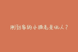 刚到家的小猫老是吼人?-动物百科