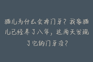 猫儿为什么会掉门牙？我家猫儿已经养了八年，这两天发现了它的门牙没？-动物百科
